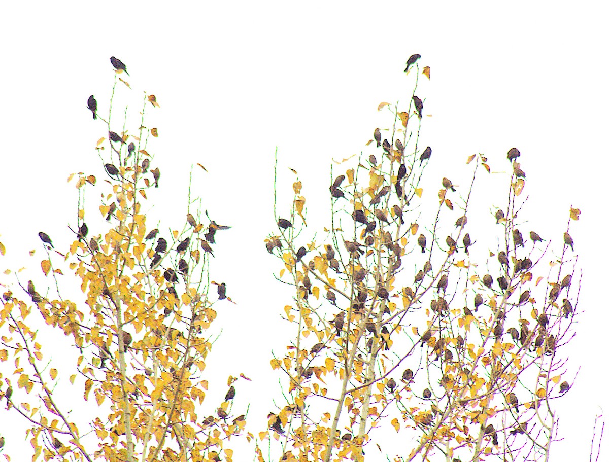 Red-winged Blackbird (Red-winged) - ML644607402