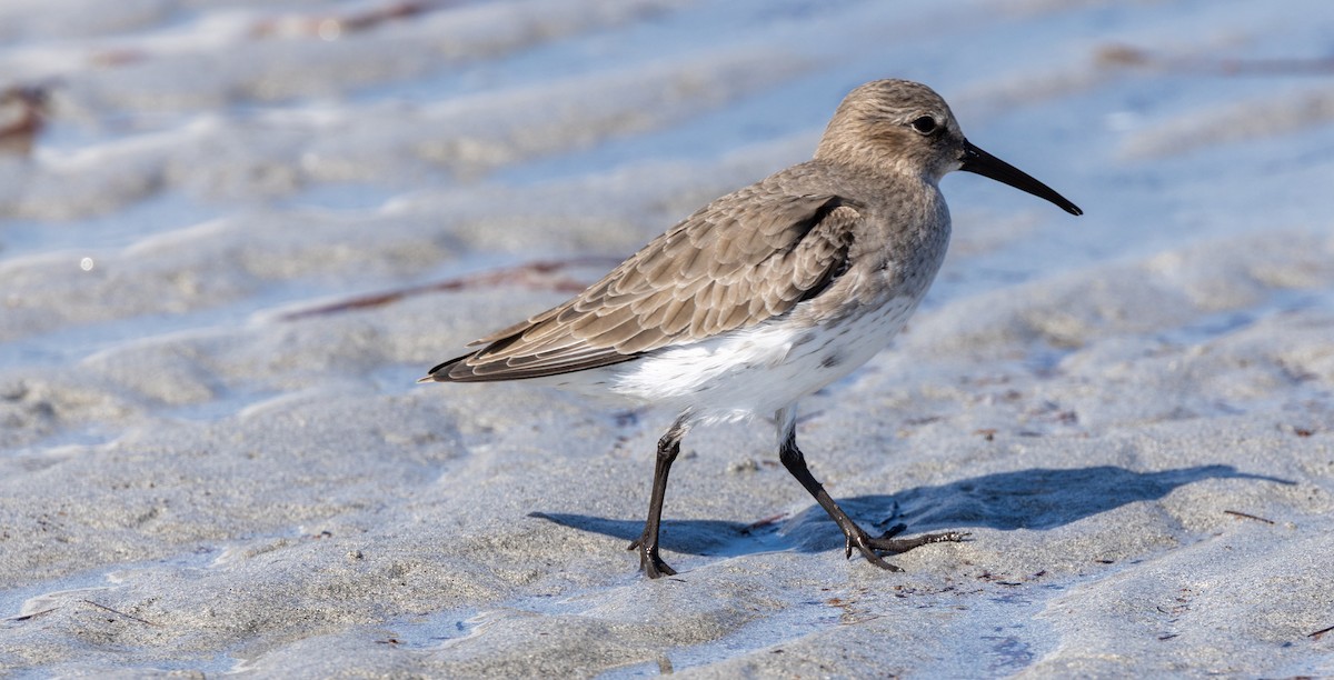 Dunlin - ML644607410