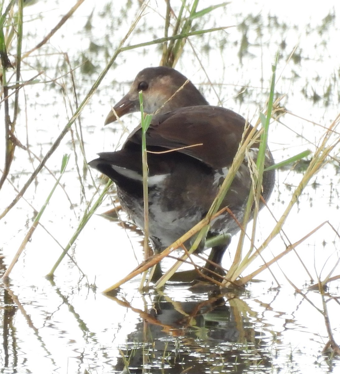Common Gallinule - ML644607412