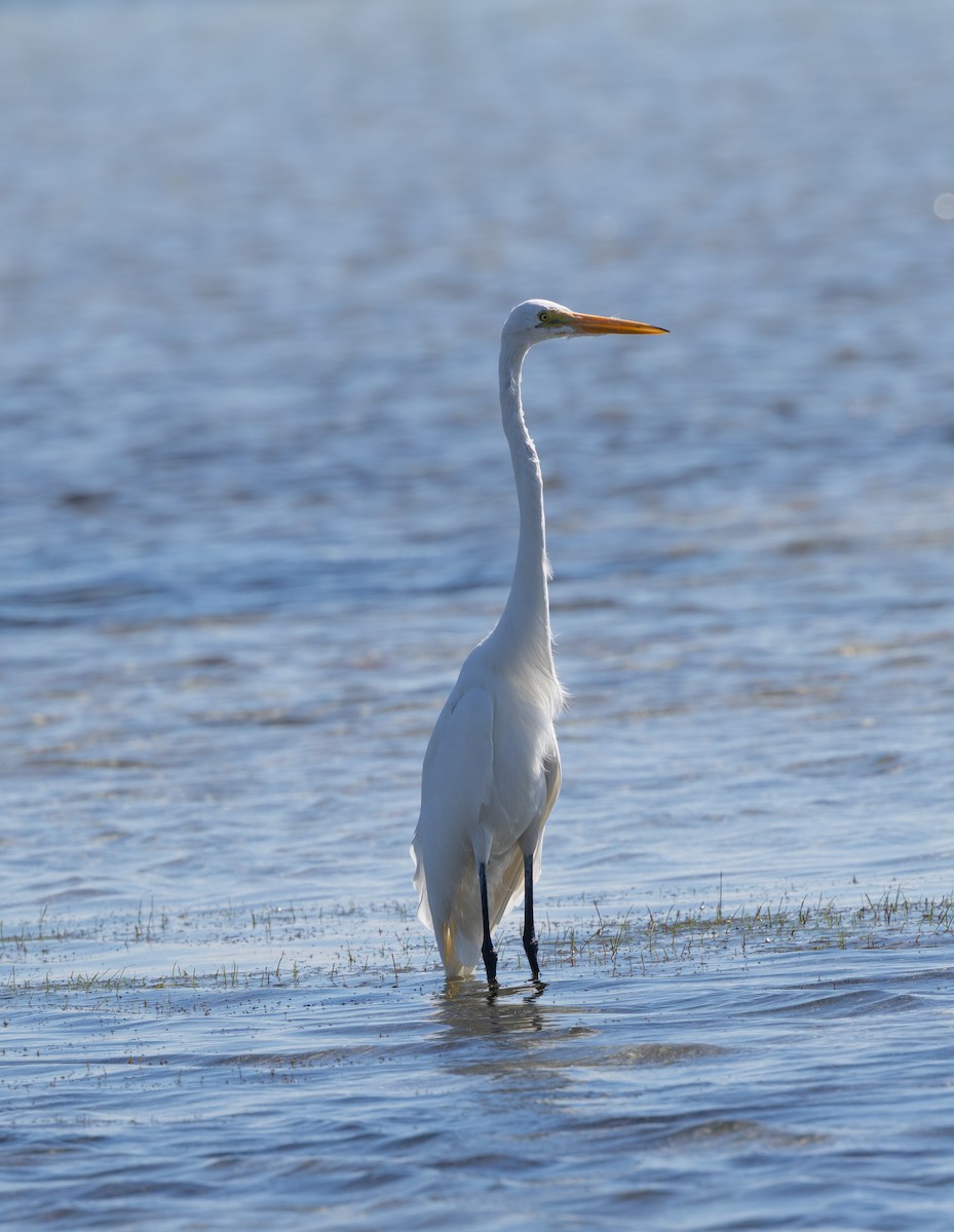 Great Egret - ML644607428