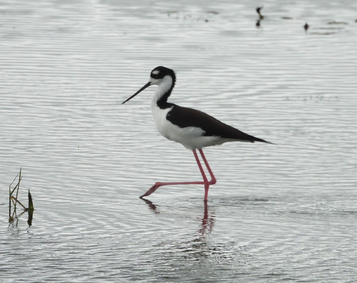 Black-necked Stilt - ML644607429