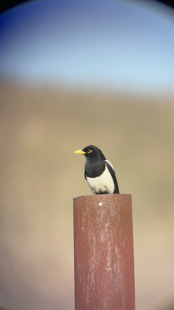 Yellow-billed Magpie - ML644607431