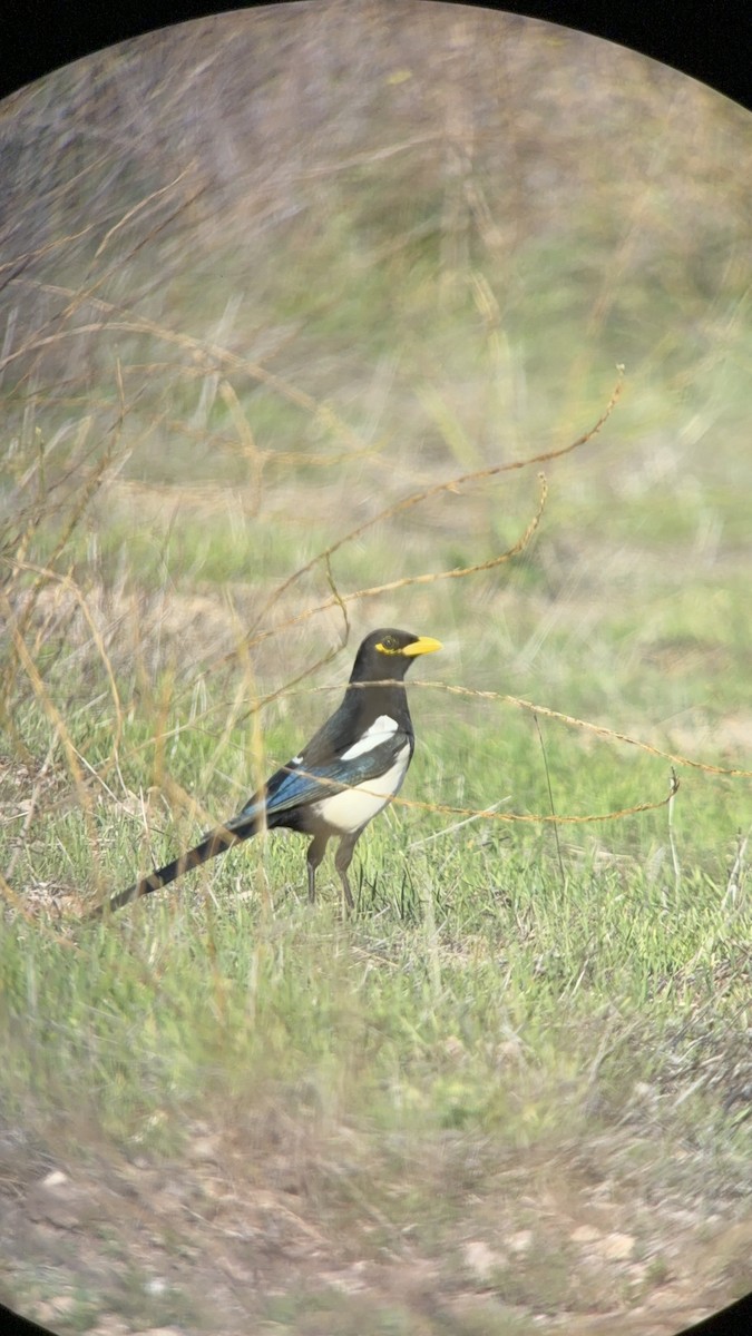 Yellow-billed Magpie - ML644607432