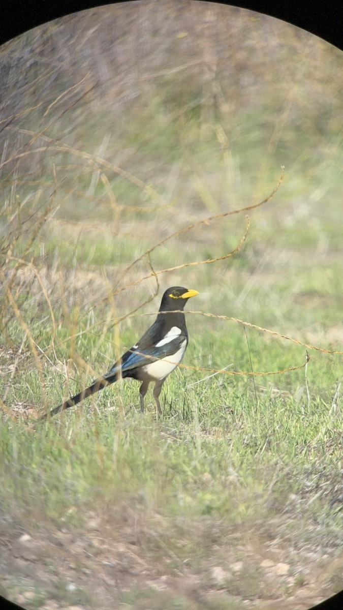 Yellow-billed Magpie - ML644607433