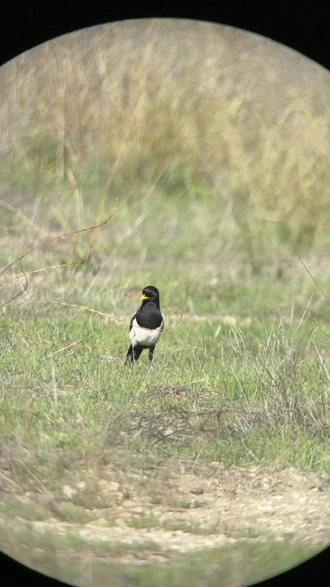 Yellow-billed Magpie - ML644607434