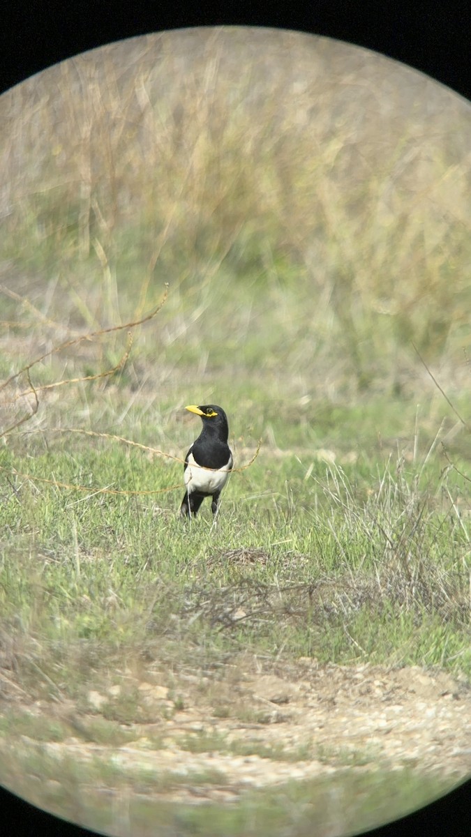 Yellow-billed Magpie - ML644607435
