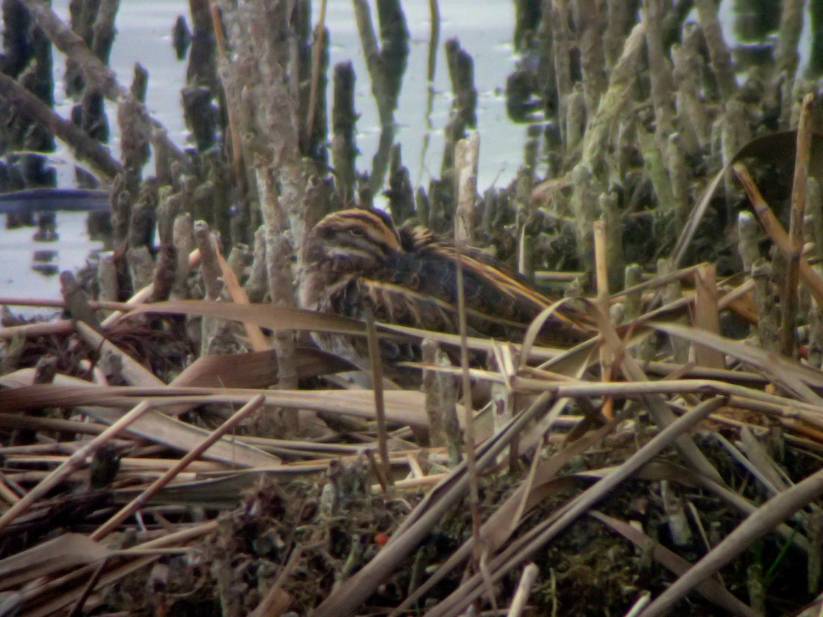 小鷸 - ML644607438