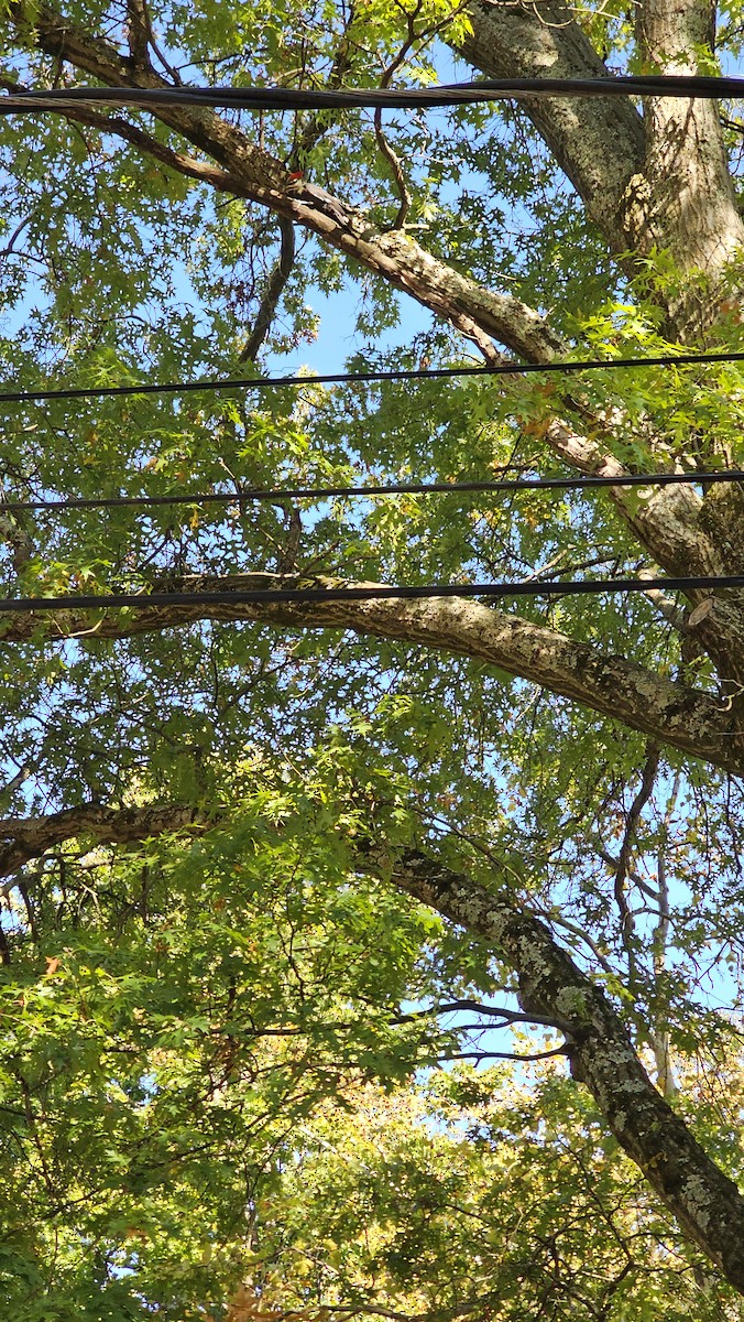 Хохлатая желна - ML644607456