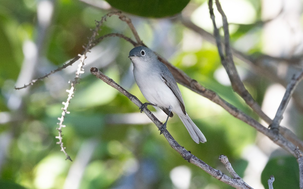 Blue-gray Gnatcatcher - ML644607461