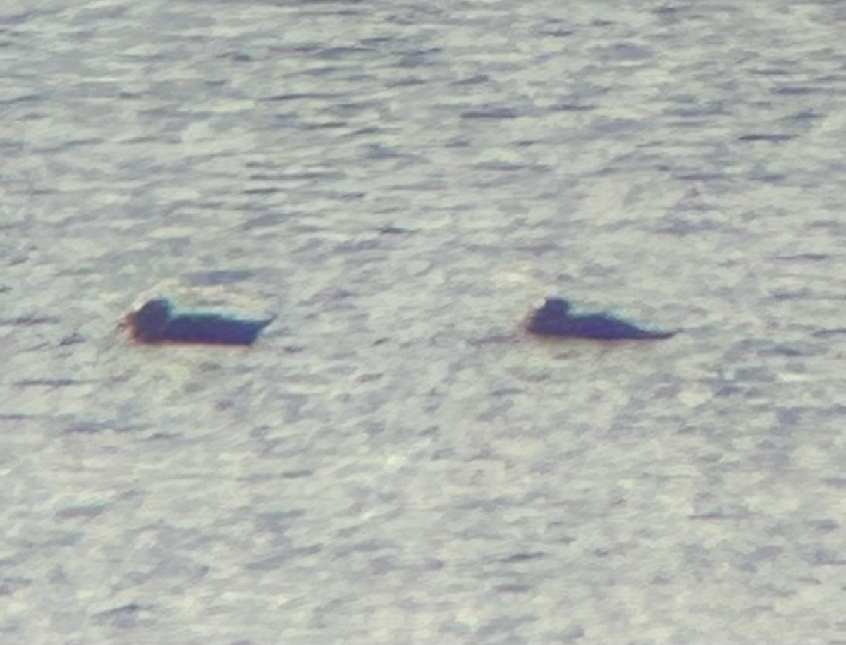 Surf Scoter - ML644607462