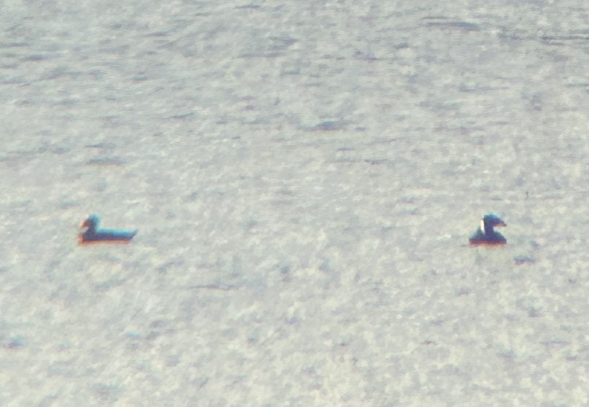 Surf Scoter - ML644607463