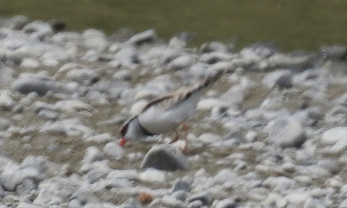 Black-fronted Dotterel - ML644607466