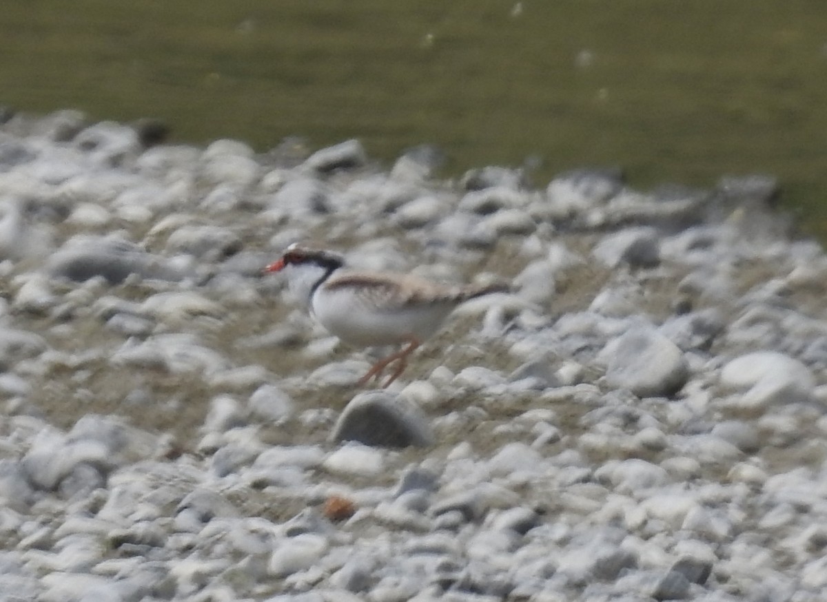 Black-fronted Dotterel - ML644607469