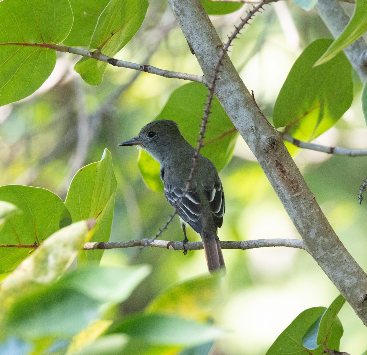 Great Crested Flycatcher - ML644607478