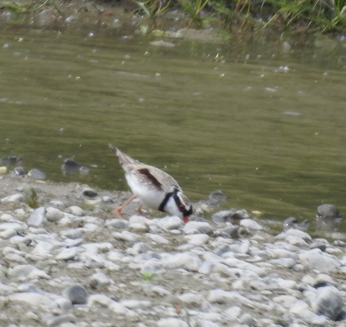 Black-fronted Dotterel - ML644607479