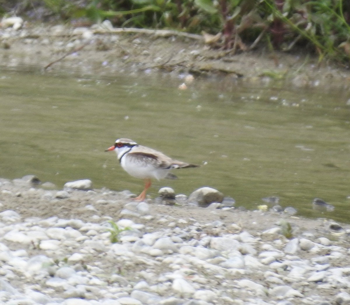 Black-fronted Dotterel - ML644607480
