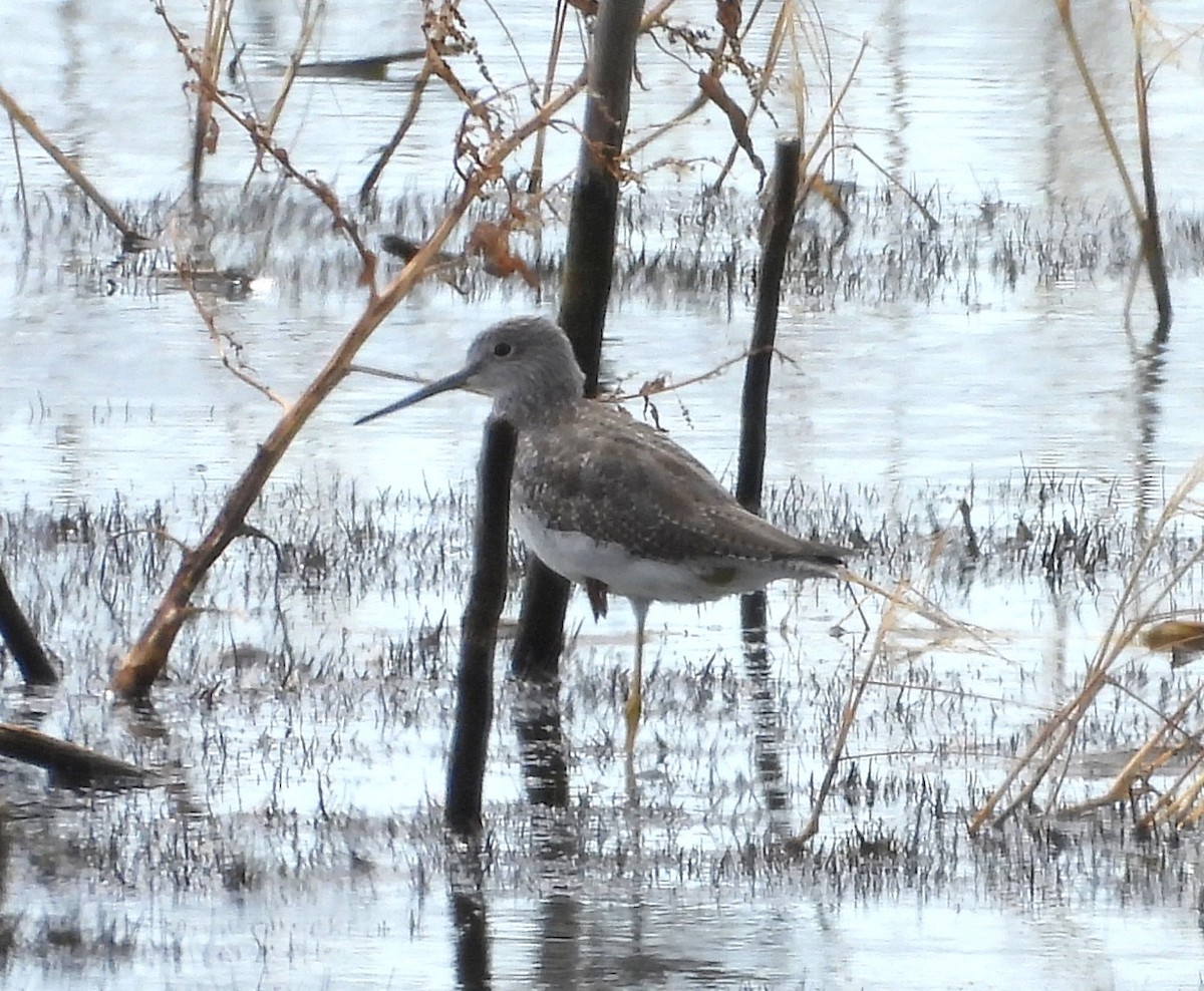 Greater Yellowlegs - ML644607486