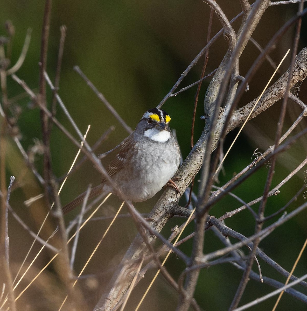 White-throated Sparrow - ML644607509