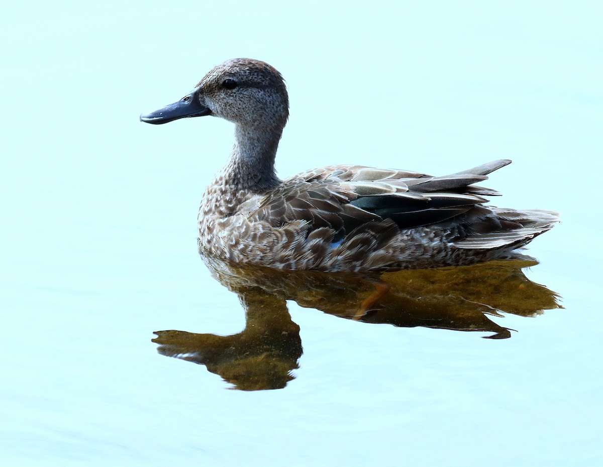 Blauflügelente - ML644607518