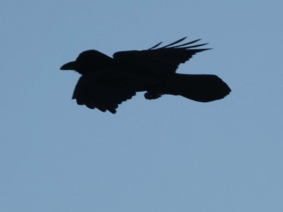 Хон хэрээ - ML644607527