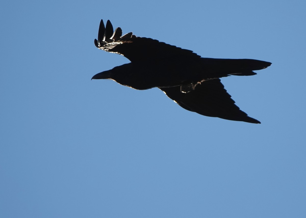 Хон хэрээ - ML644607528