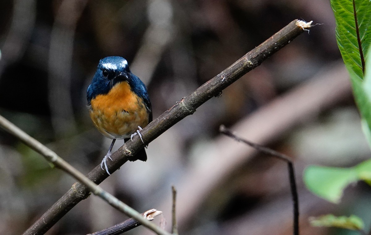 Gobemouche givré - ML644607530