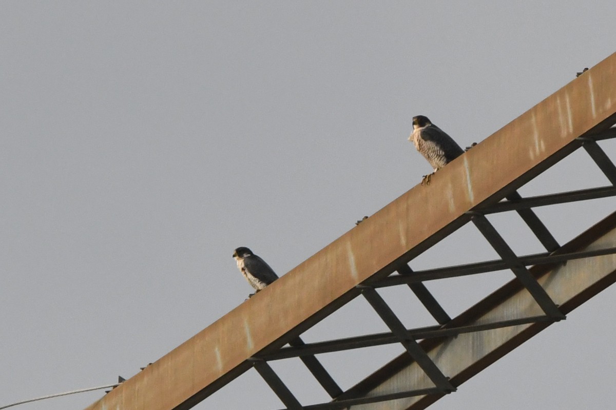 vandrefalk - ML644607546