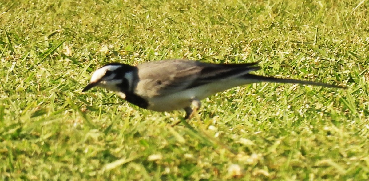 White Wagtail (White-faced) - ML644607548