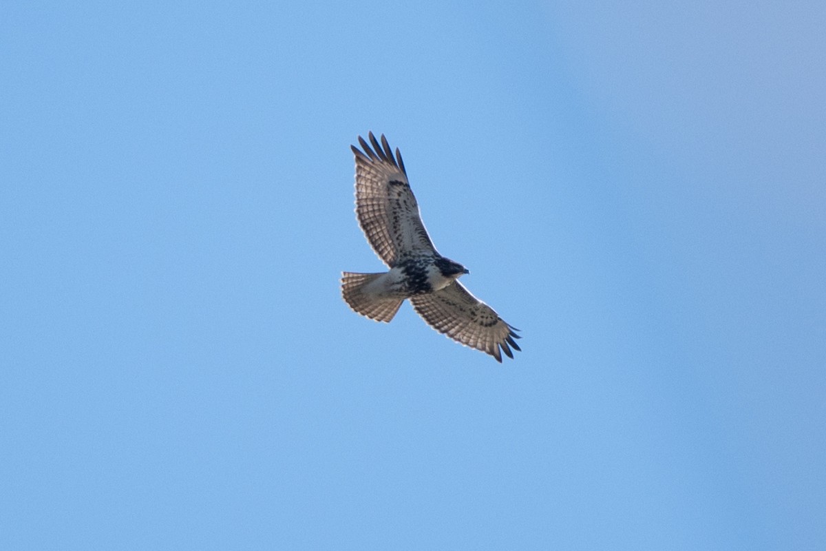 Red-tailed Hawk (abieticola) - ML644607549