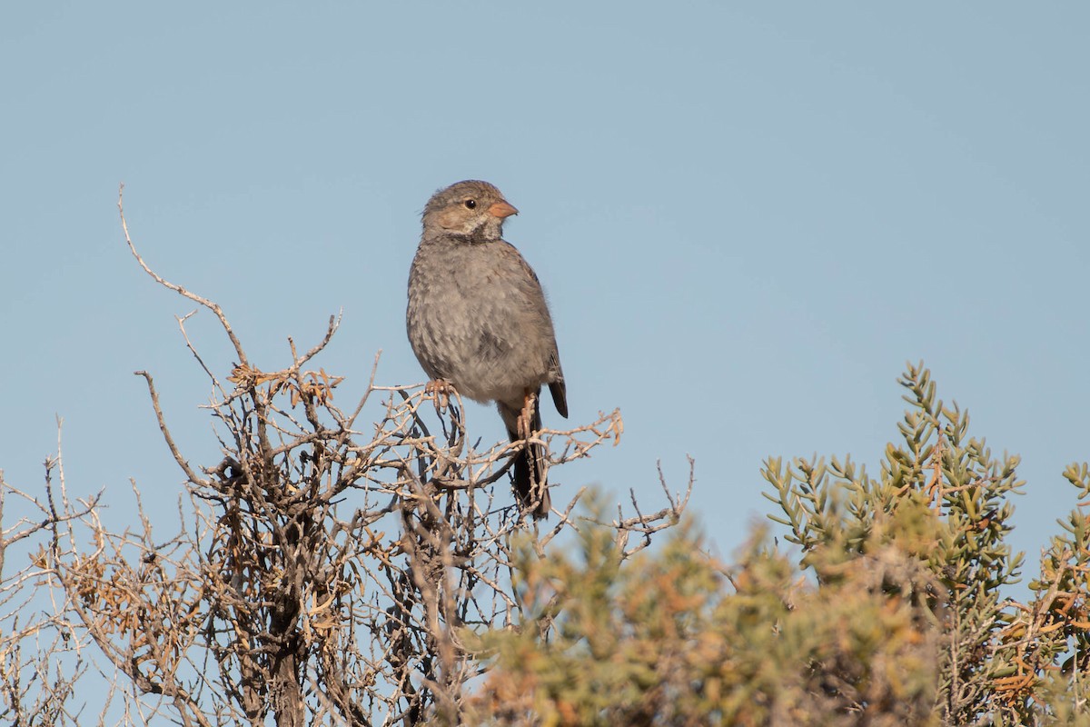 Mourning Sierra Finch - ML644607551