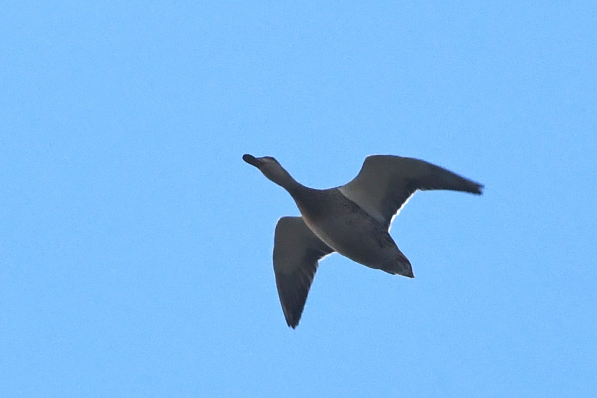 Gadwall - ML644607563