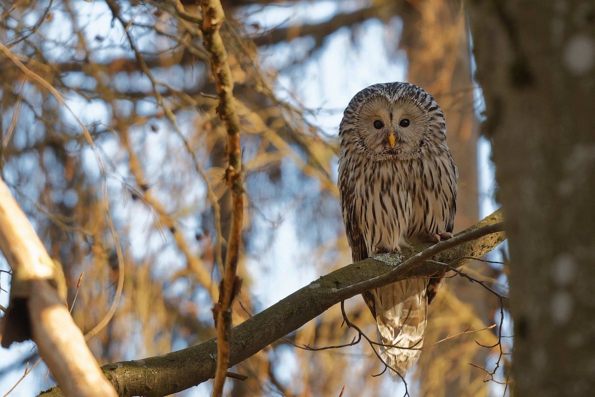 Ural Owl - ML644607564
