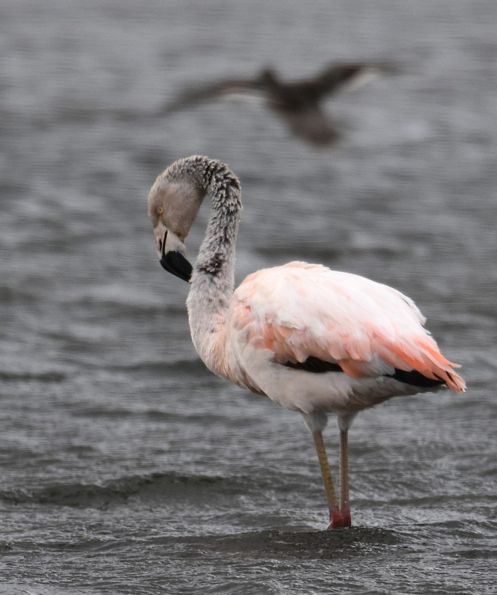 plameňák chilský - ML644607567