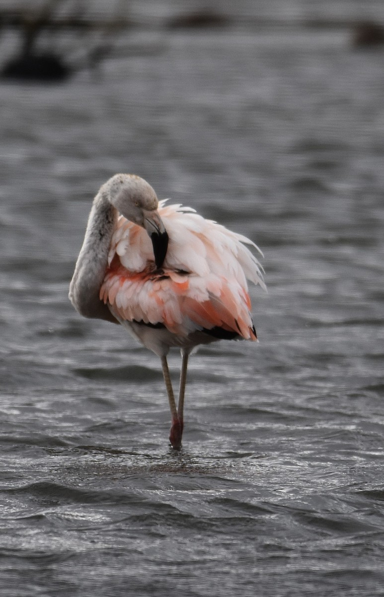 plameňák chilský - ML644607568