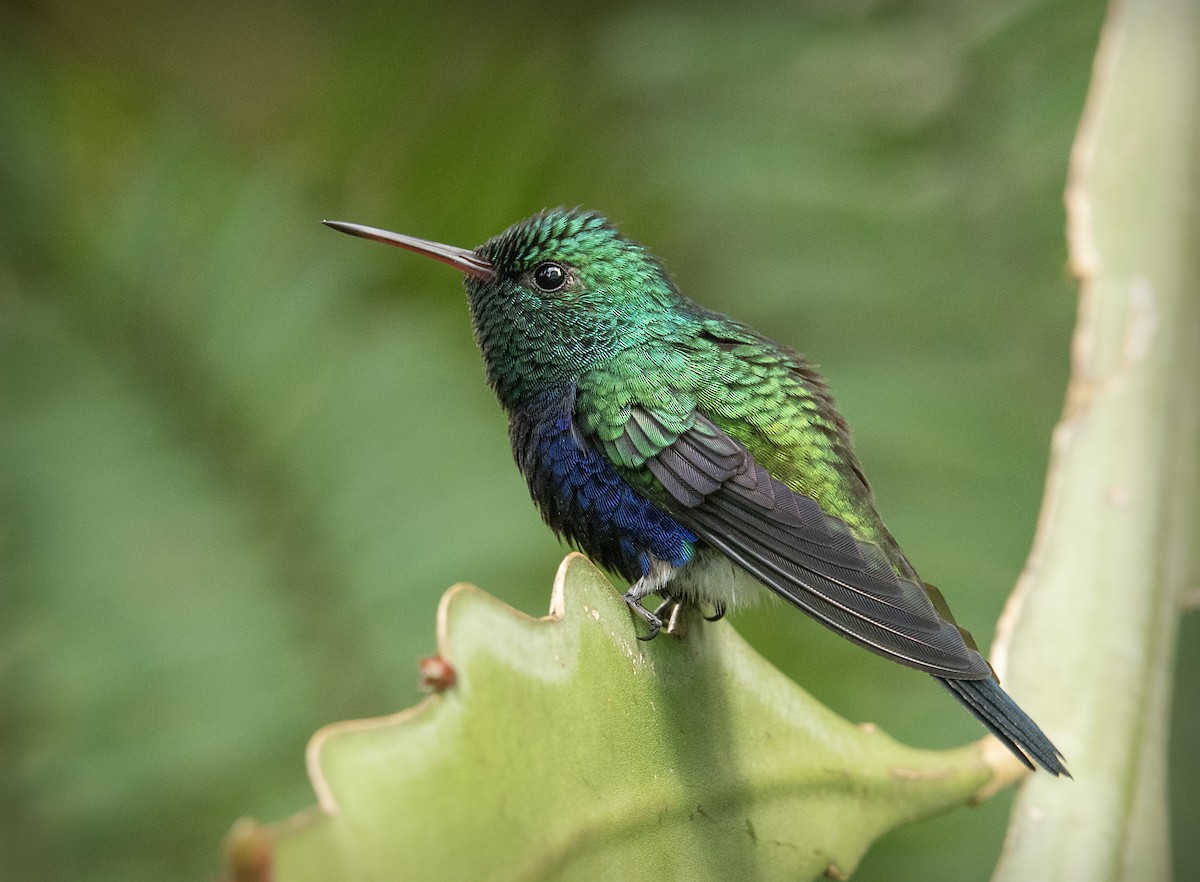 Violet-bellied Hummingbird - ML644607572
