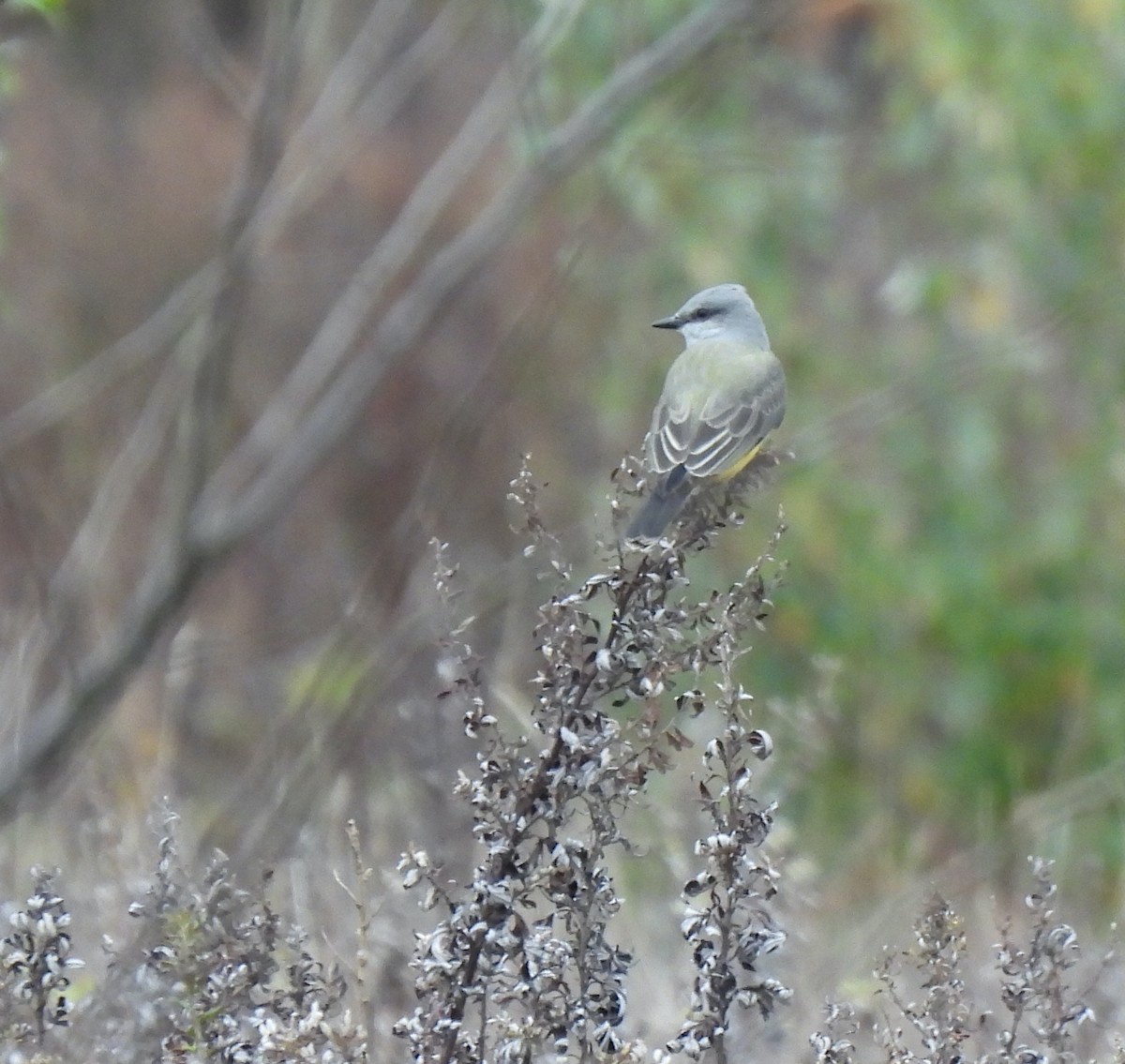 Western Kingbird - ML644607574