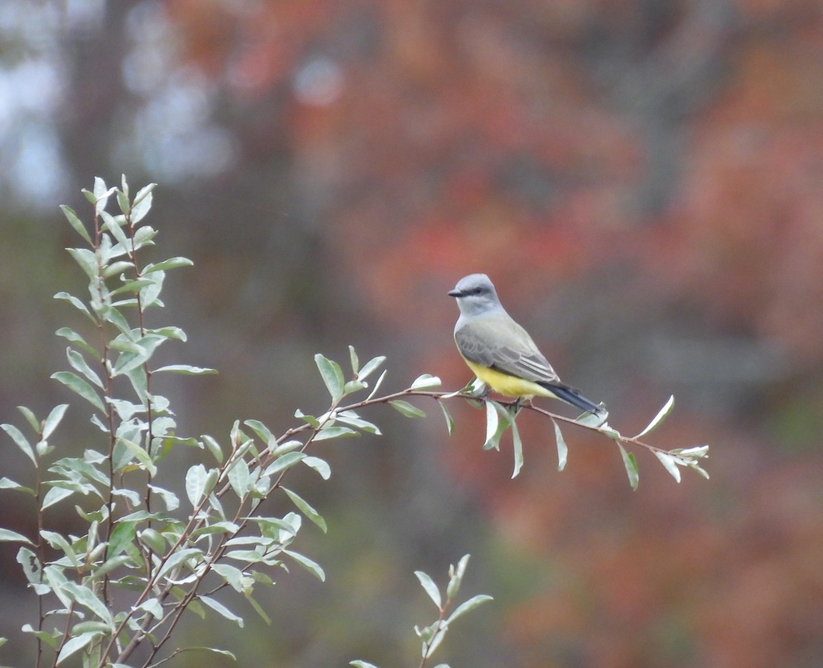 Western Kingbird - ML644607575