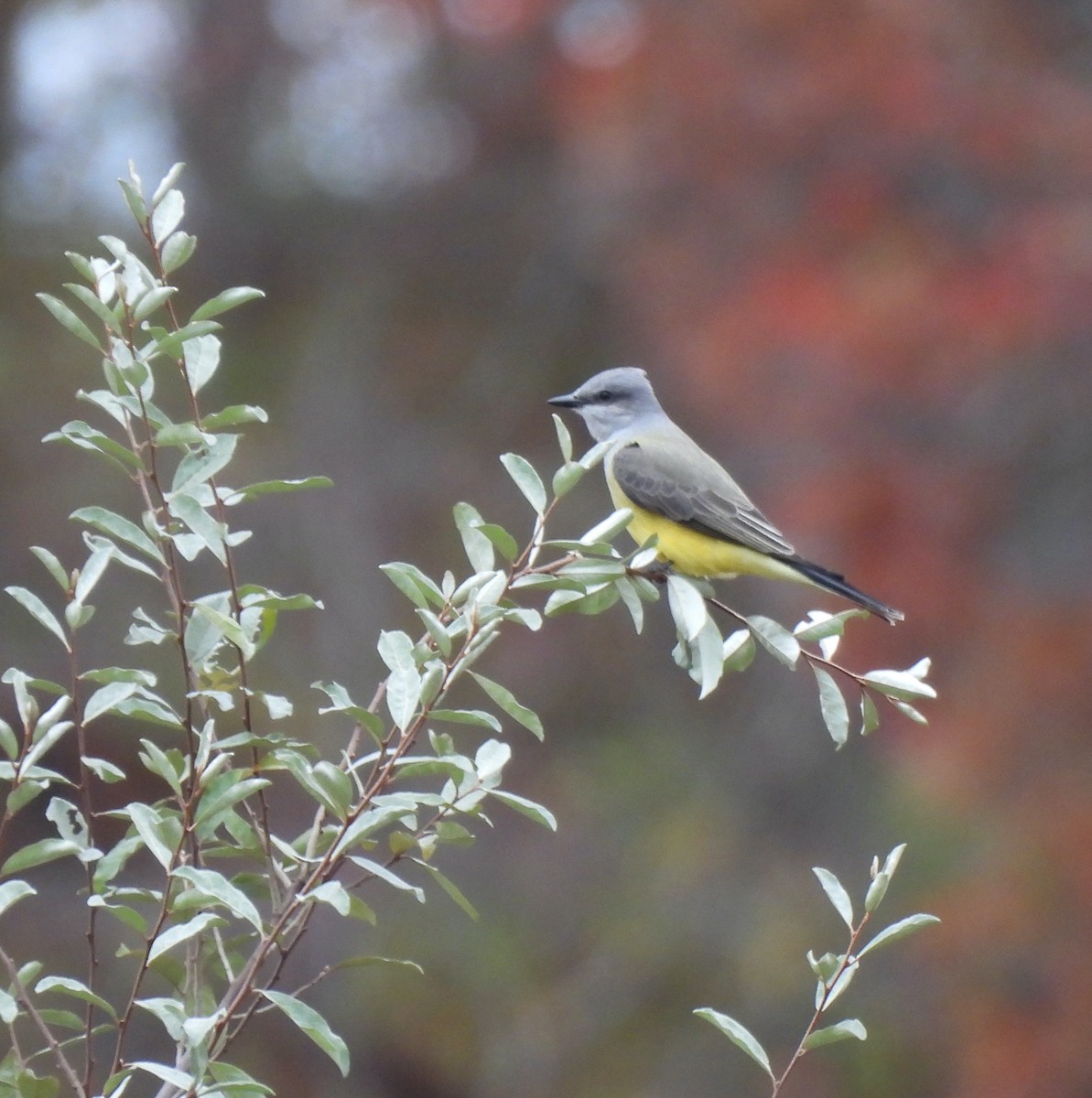 Western Kingbird - ML644607576