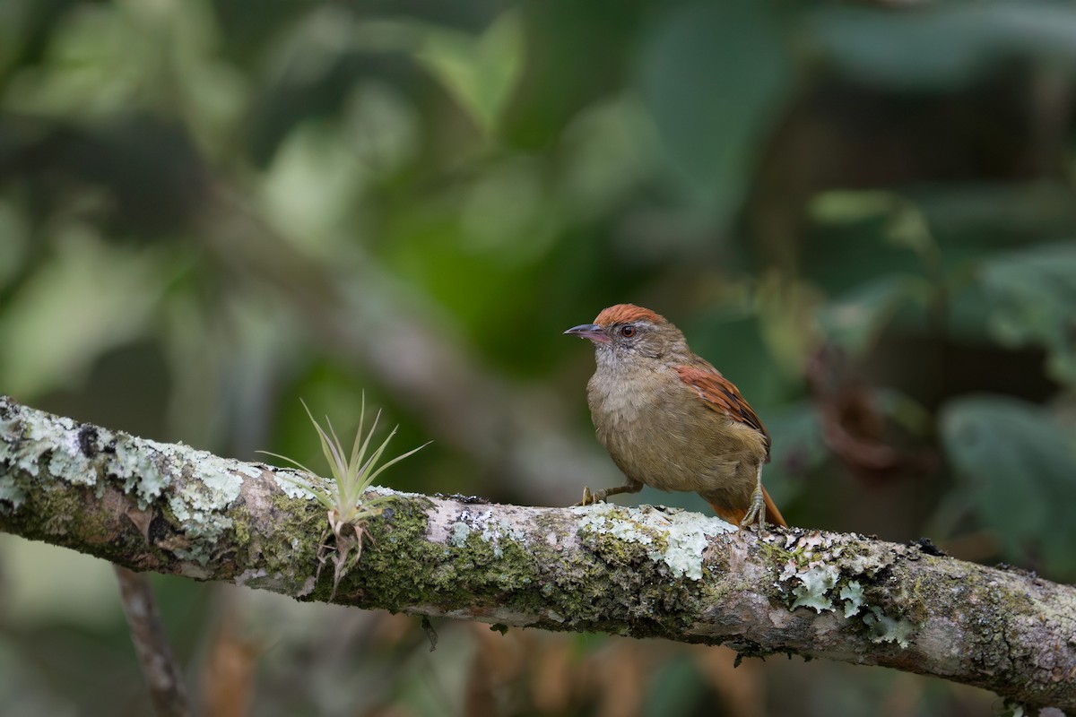 Серобровая курутия - ML644607580