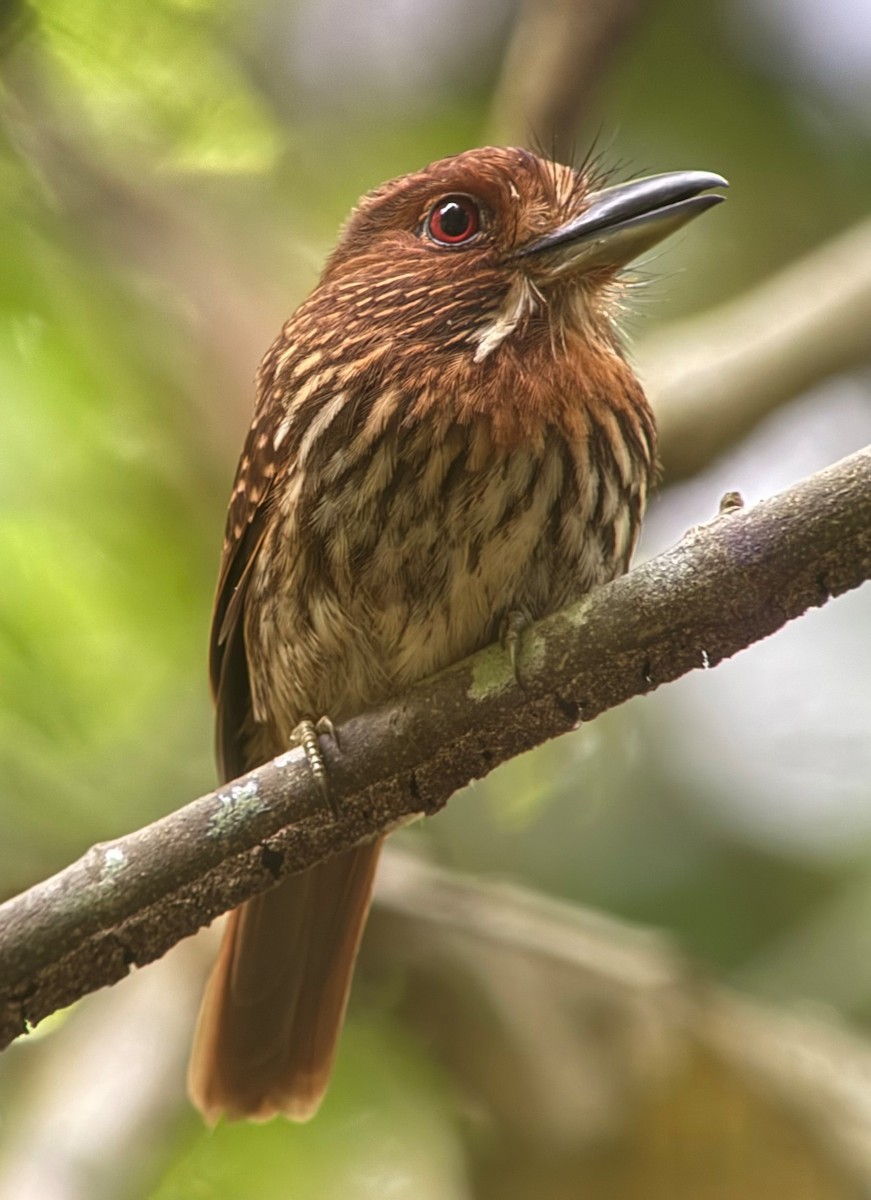 White-whiskered Puffbird - ML644607581