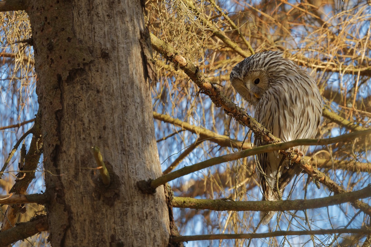 Ural Owl - ML644607585