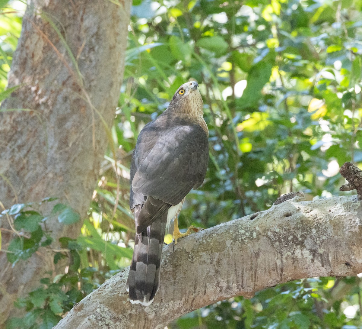 Cooper's Hawk - ML644607586