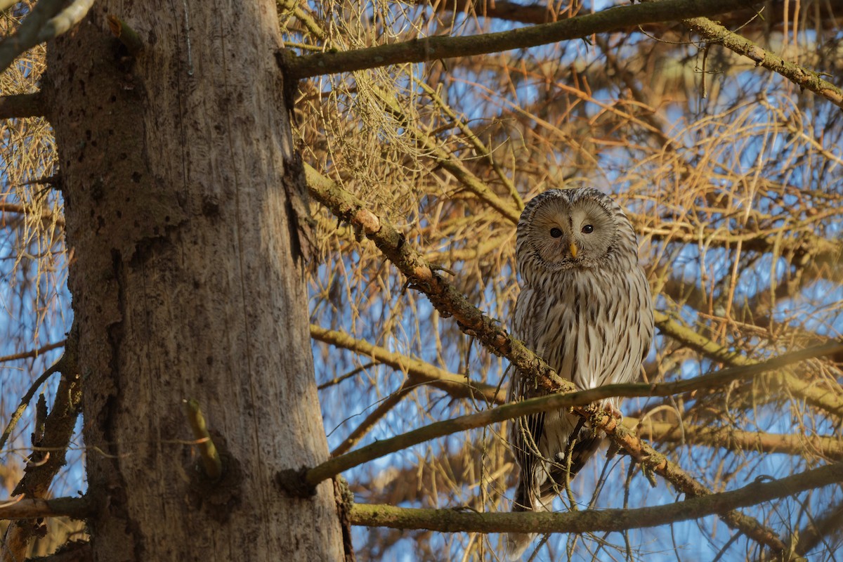 Ural Owl - ML644607588