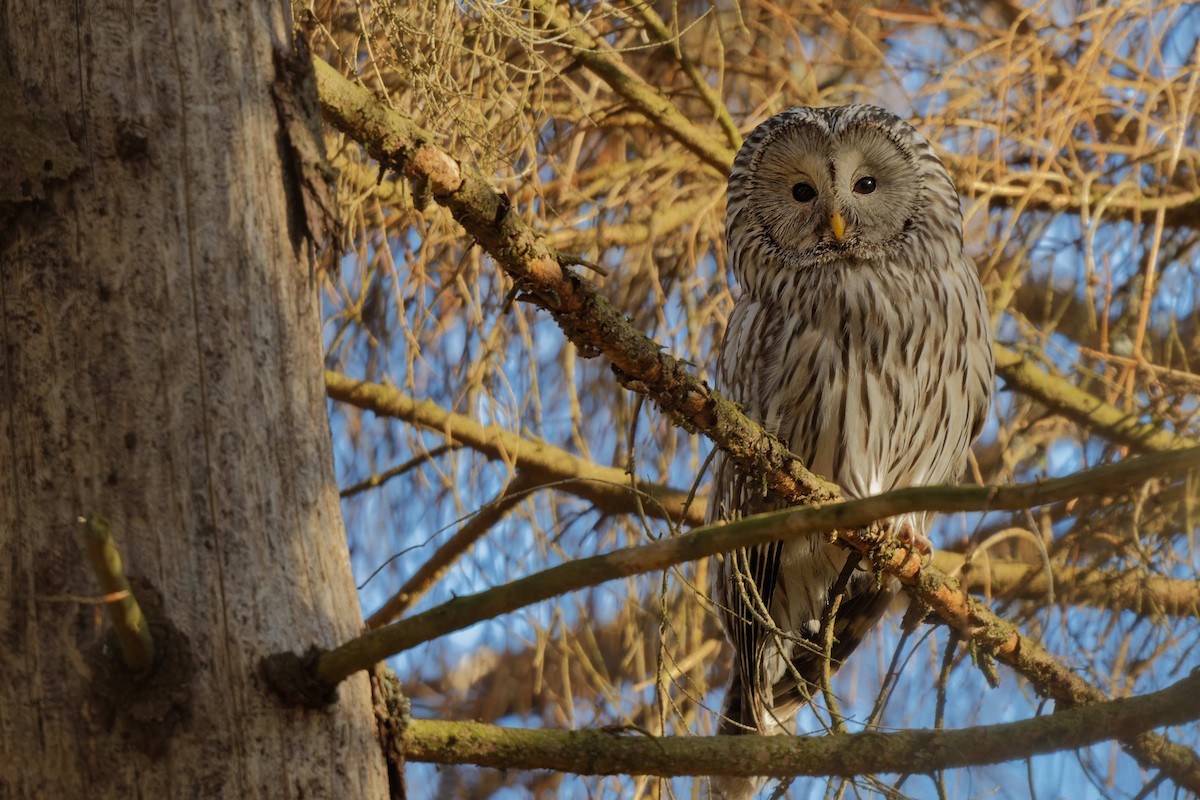 Ural Owl - ML644607601