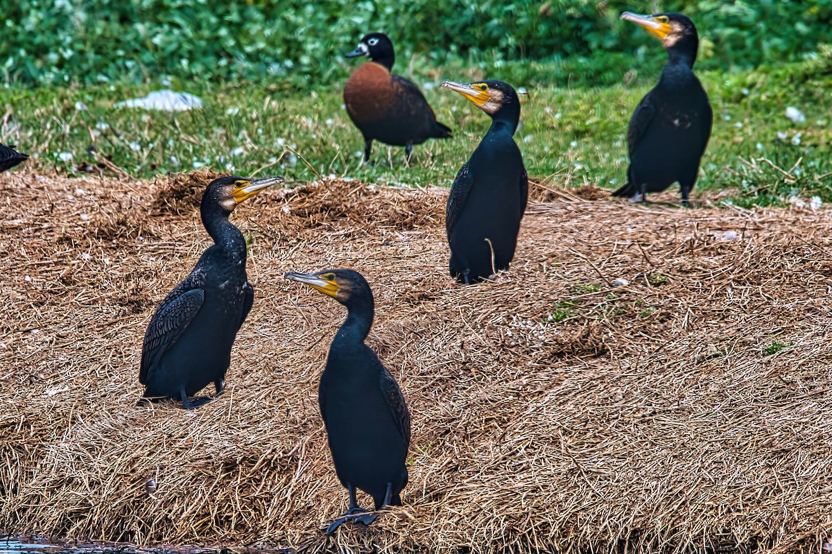 Cormorán Grande (Australiano) - ML644607602