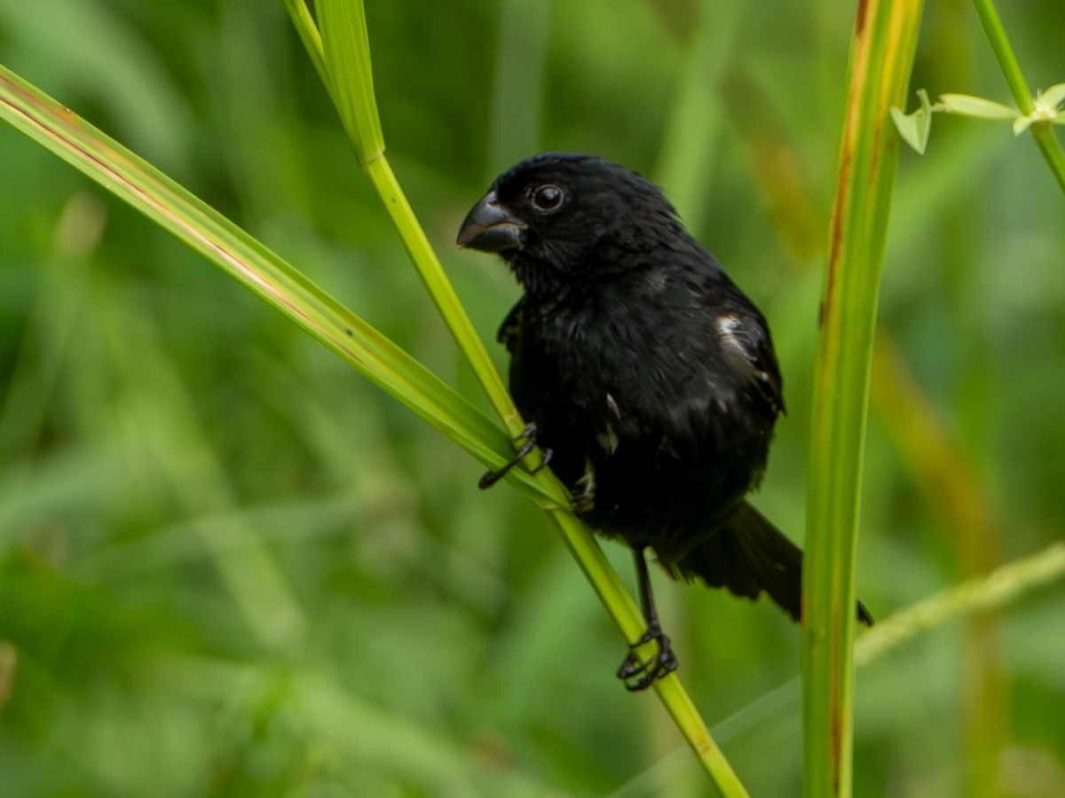 Чёрный просяночник - ML644607605