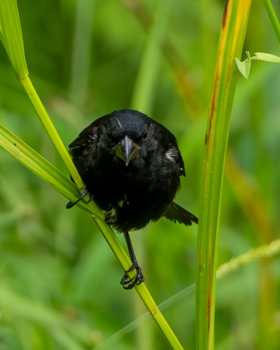 Чёрный просяночник - ML644607611