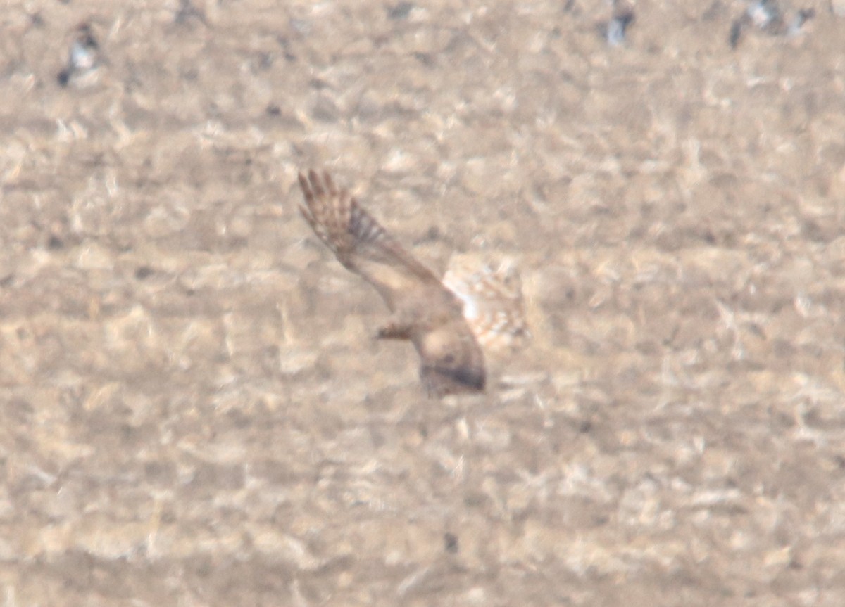 Montagu's Harrier - ML644607645