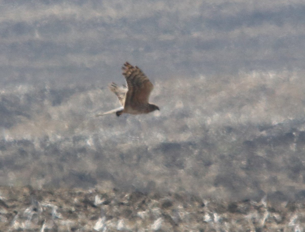 Montagu's Harrier - ML644607646