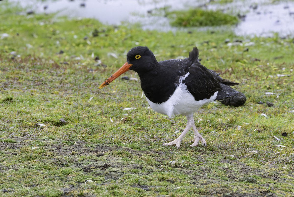 マゼランミヤコドリ - ML644607653